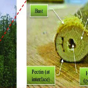 Kenaf plantation; (a) cross-section of Kenaf stalk [5,6] | Download ...