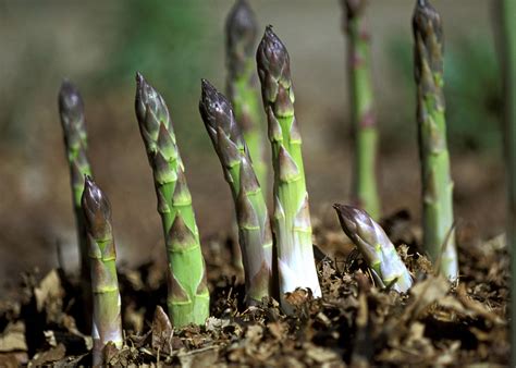 How to Grow Delicious Asparagus | Vegetable garden for beginners, Growing asparagus, Asparagus plant