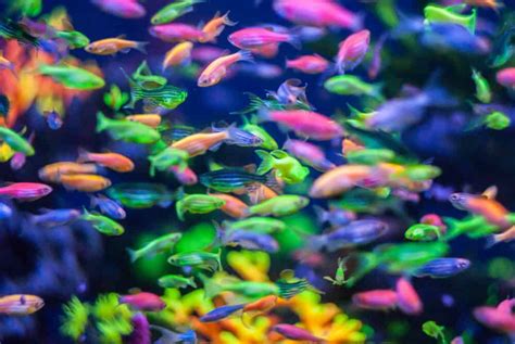 GloFish are genetically modified to express a fluorescence gene, with the original intention of ...