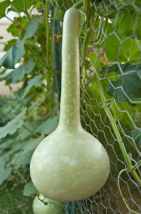 Pin on Gourds