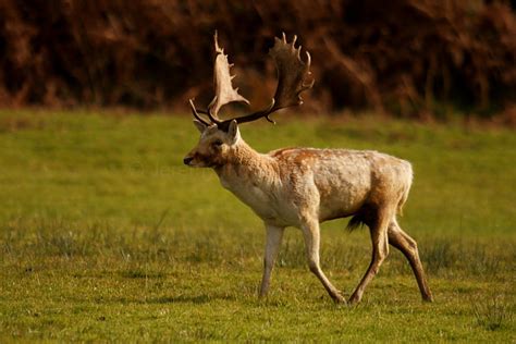 Jeremy Inglis Photography: Margam Park Deer