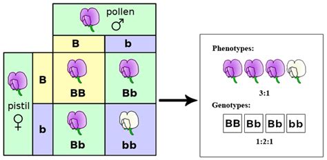 Mendels Experiments and the Laws of Probability | Boundless Biology