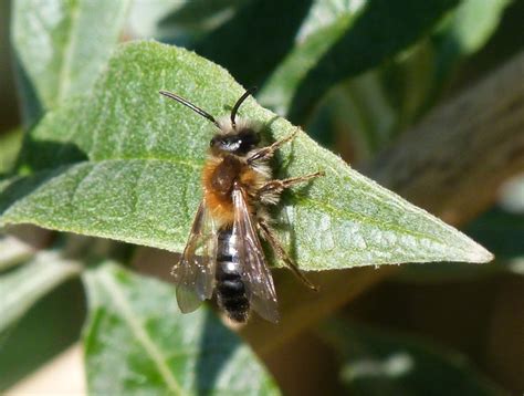 Urban Wildlife Jottings: Solitary bees