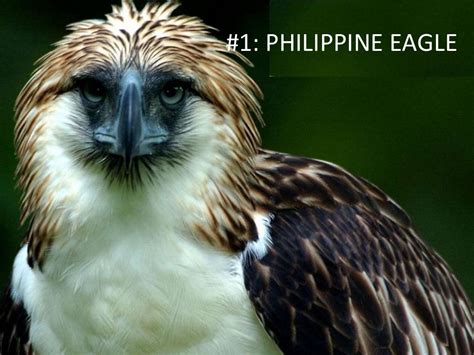 Top 10 Endangered Animals In The Philippines - Drona Ainslee