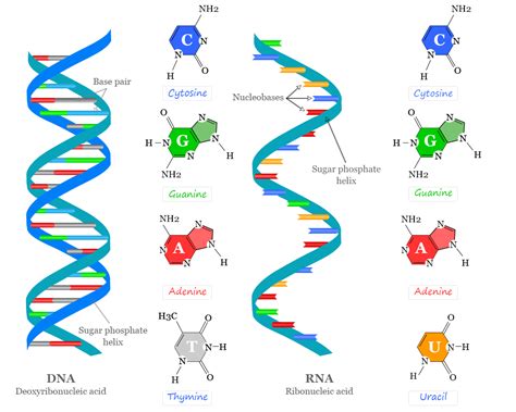 Nucleic Acids DNA And RNA Structure, Sequence, Function