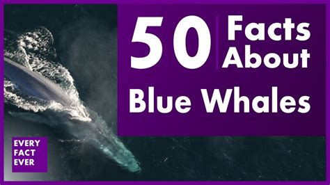 50 Facts About Blue Whales - YouTube