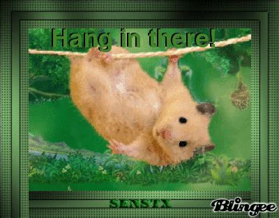 Hang In There Cat Gif