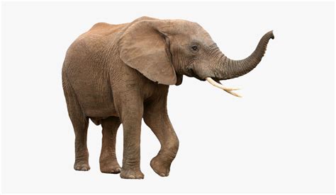 Elephant Png Transparent Background : Pngtree tiene millones de png libre, vectores y recursos ...