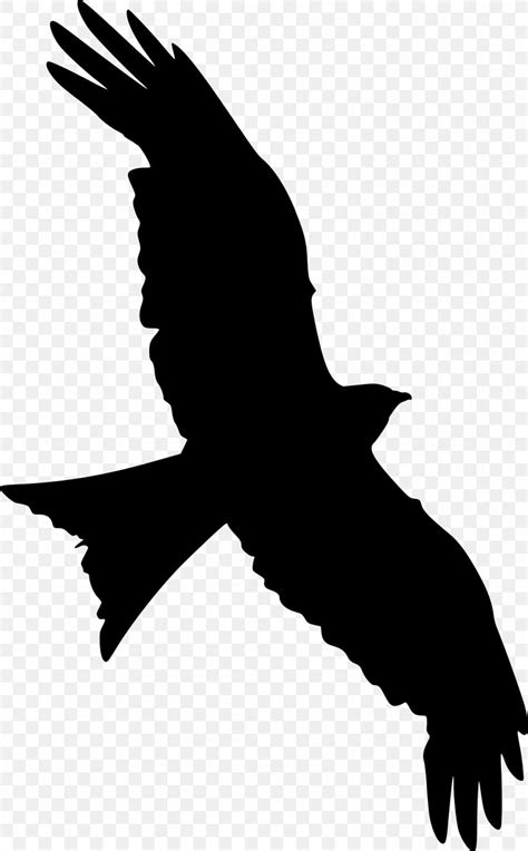 Clip Art Silhouette Falcon Vector Graphics, PNG, 1488x2400px, Silhouette, Accipitriformes, Art ...