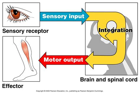 Sensory Processing – Intro Psych Blog (F19)_Group 7