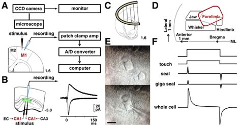 Slice Patch Clamp Technique for Analyzing Learning-Induced Plasticity ...