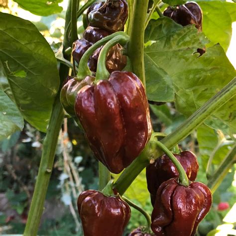 Seeds for Chocolate Brown Habanero Hot Pepper | Capsicum chinense – Amkha Seed