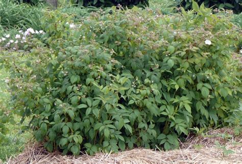 Pruning Raspberries - Tending My Garden