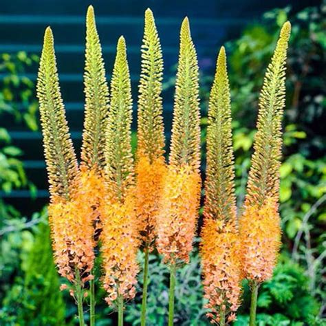 Tall Flowers, Orange Flowers, Colorful Flowers, Planting Seeds ...