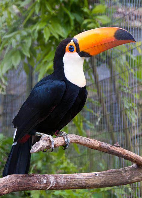 A toucan looks like a regular bird trying to deep throat a banana : Showerthoughts