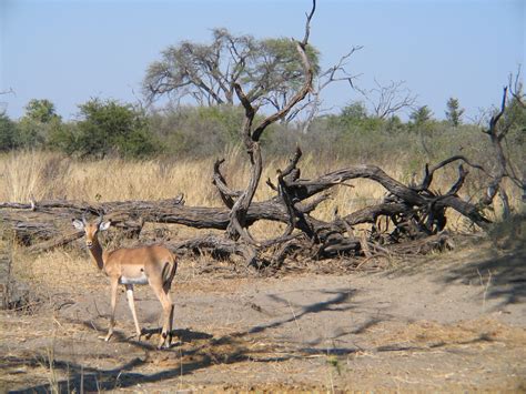 Cheetah versus Impala: Each has a Competitive Edge - Cheetah Conservation Fund Canada