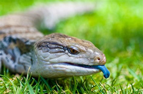 Can Blue Tongue Skinks Drop Their Tails? | Reptile Supply