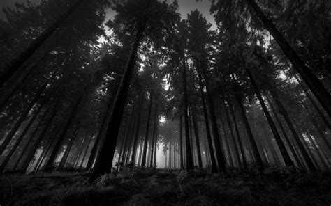 Dark Scary Forest Wallpaper (64+ images)