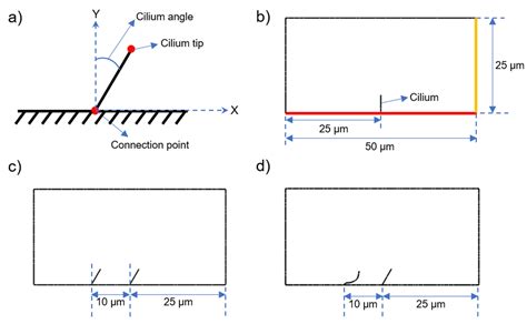 Bioengineering | Free Full-Text | Computational Modeling of Motile ...