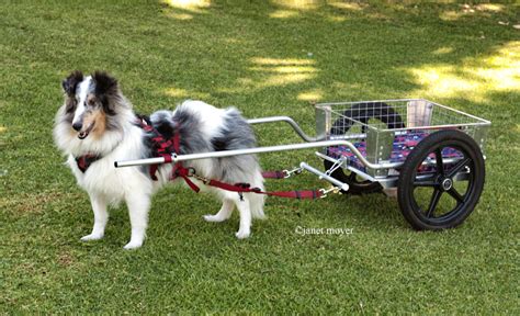 Try a new dog sport! - RallyFree or Carting | AZ Dog Sports