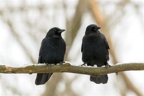 Gambar Burung Gagak Dan Bekas Minuman Hitam Putih