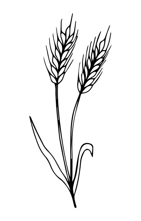 Wheat plant spikelets, vector doodle illustration, hand drawing, sketch 6872760 Vector Art at ...