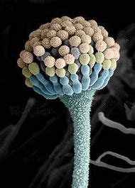 Your Pillow: A Hot Bed of Fungal Spores | Fungal spore, Stuffed ...