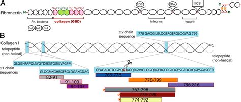 Identification and structural analysis of type I collagen sites in ...