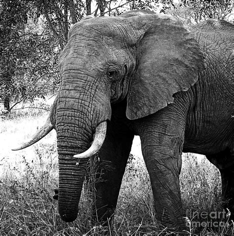 Beautiful Elephant Black And White 59 Photograph by Boon Mee