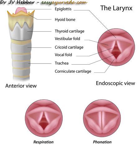 Hoarse Voice Causes, Ayurvedic Treatment, Home Remedies