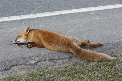 Dead fox — Stock Photo © valeniker #21012977