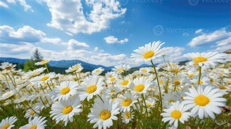 Daisy field landscape for wallpapers 29137194 Stock Photo at Vecteezy