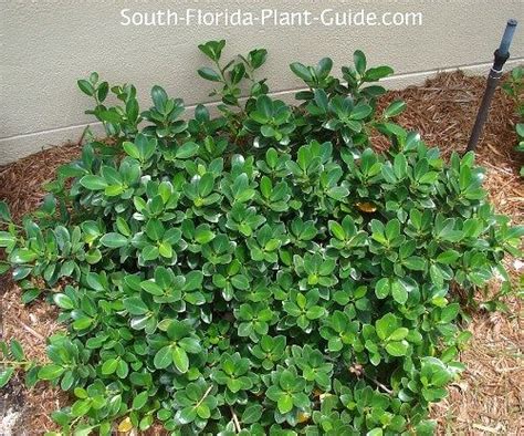 Green Island ficus should be used much more but many people don't know ...