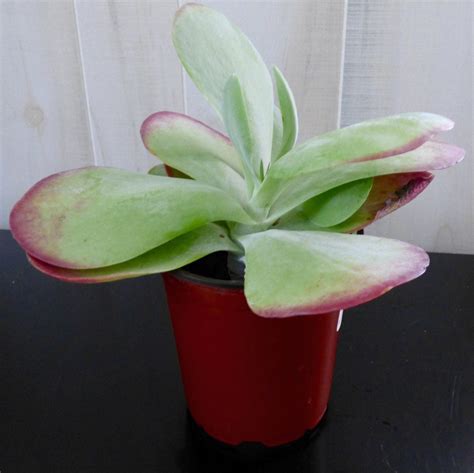 Paddle Plant Propagation – How To Grow A Flapjack Paddle Plant - IMP WORLD