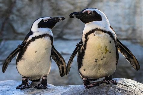 Eat Breakfast With the Penguins At The San Diego Zoo