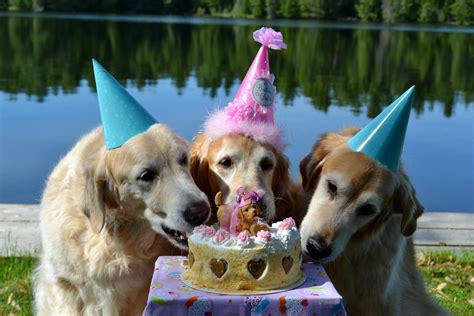 Time to eat cake ! | Dog love, I love dogs, Birthday dogs