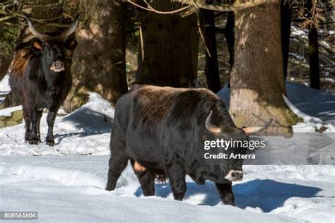 Heck Cattle Photos and Premium High Res Pictures - Getty Images