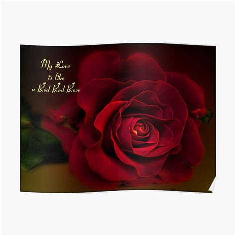 "My Love is Like a Red Red Rose" Poster for Sale by Brendamb | Redbubble