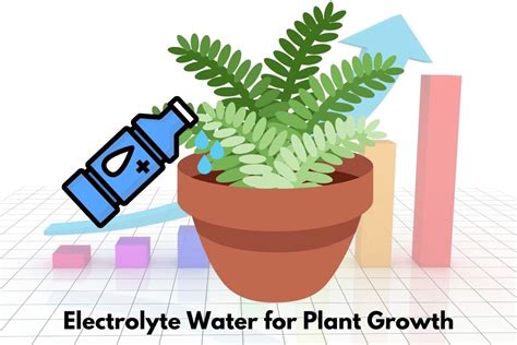 Using Electrolyte Water for Plants: The Process Explained - Flourishing Plants