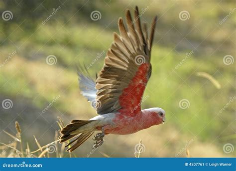 Gala - Bird stock image. Image of australian, span, birds - 4207761