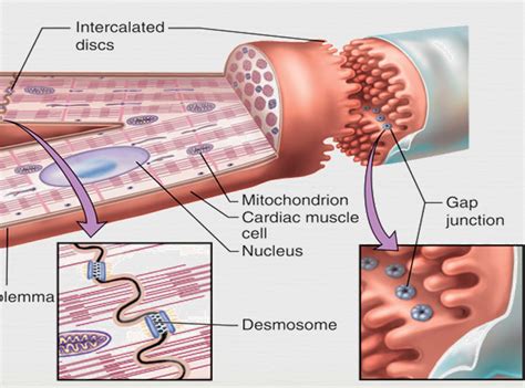 Farone Exam 4 Cardio - Biology 346 with Farone at Grove City College - StudyBlue