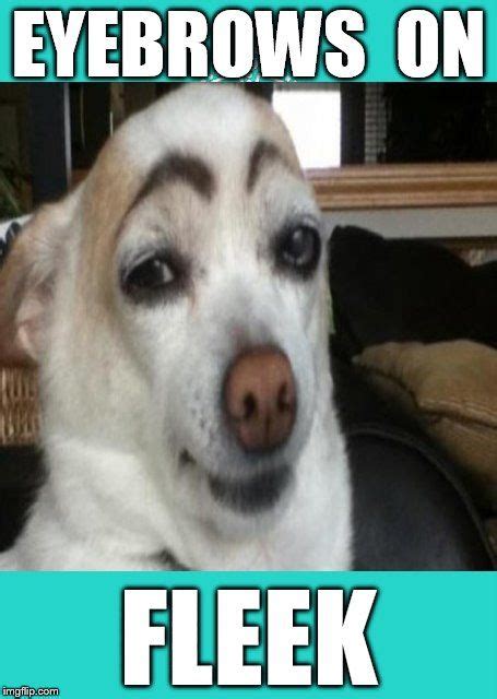 Eyebrows On Fleek | Eyebrows on fleek, Dog with eyebrows, Funny dog memes