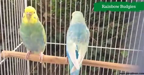 What is Rainbow Budgie?[ Behaviors, Diet, Size, Colors] – Parrotkeen