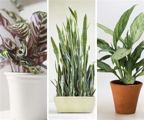 Shade-Loving Houseplants Perfect for the Darker Corners of Your Home