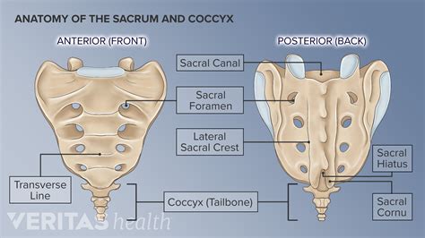 What Causes Buttock Muscle Pain and How to Relieve It - An Tâm