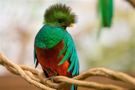 Quetzal | Exotische vogels, Dieren mooi, Prachtige vogels