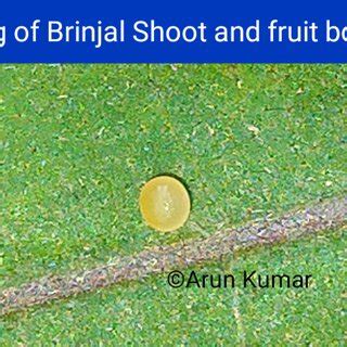 Life cycle (Bionomics) of Brinjal Shoot and fruit borer (Leucinodes... | Download Scientific Diagram