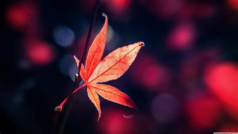Autumn Leaves 4k Wallpapers Hd Wallpapers Id 22691 - vrogue.co
