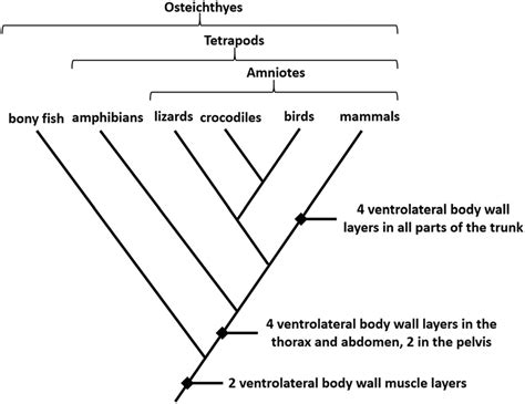 Cladogram: Features, Parts, Examples (vs. Phylogram)