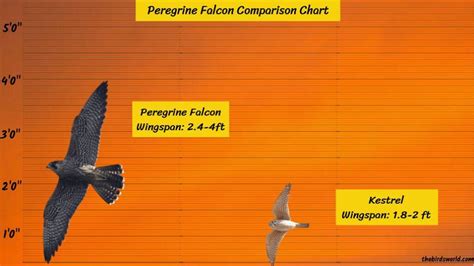 Peregrine Falcon Wingspan: How Big Are They Comparison?